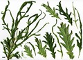 SpeciesSub: Heterophylla Group 'Fennessyi' SpeciesSub: Heterophylla Group 'Fennessyi'